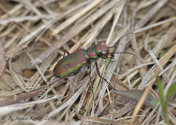 Cicindela purpurea